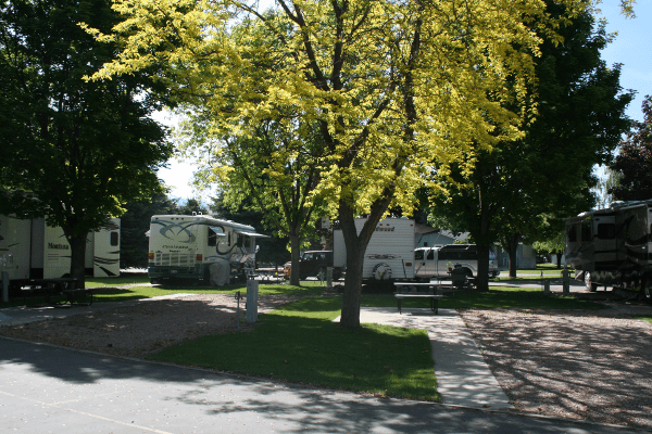 Campers and trees
